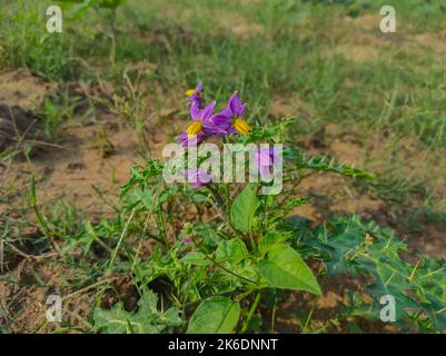 A Flowers Kateli Kantkari Choti Kateri Bhui Ringani Gelb berried Nachtschatten febrifuge Solanum Indicum Xanthocarpum Elaeagnifolium dornig Nachtschatten Stockfoto