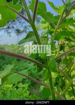 Teufelskrallen Tyrerkralle Eispflanze Kakanasa Baghnakh Hatha Jodi Ulat Kanta Vichhudo Bichu Vinchu Baghanakhi Martynia Annua Ayurveda-Pflanze Stockfoto