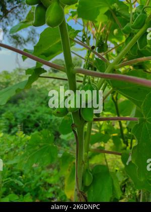 Teufelskrallen Tyrerkralle Eispflanze Kakanasa Baghnakh Hatha Jodi Ulat Kanta Vichhudo Bichu Vinchu Baghanakhi Martynia Annua Ayurveda-Pflanze Stockfoto