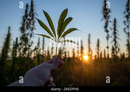 Hand hält ein grünes Cannabisblatt, wobei die untergehende Sonne durch die angebauten Hanfstiele im Hintergrund scheint Stockfoto