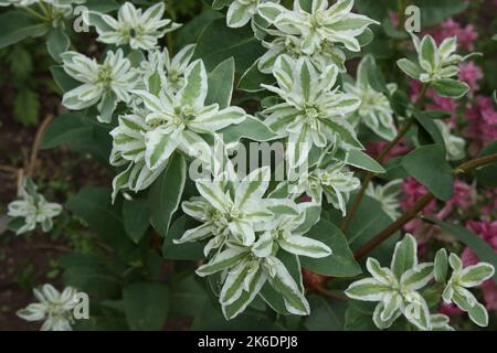 Schnee-auf-dem-Berg (Pia marginata) im Garten. Stockfoto