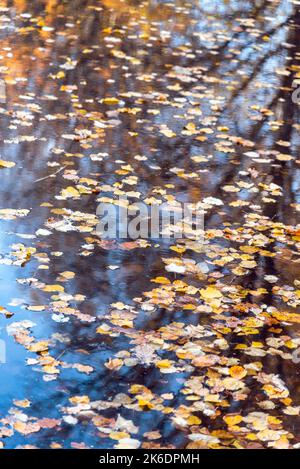 Abstrakter Hintergrund mit gefallenen Herbstblättern auf dem Wasser Stockfoto