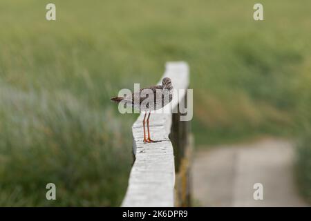 Bird Northsea Stockfoto