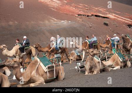 Kamele und Kamelreiten zwischen den Vulkanen, Timanfaya Nationalpark, Lanzarote, Kanarische Inseln. Mehrere hundert Kamele werden in der Gegend von Timanfaya gehalten Stockfoto