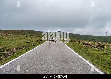 Galizisches Panorama entlang der Straße nach San Andres de Teixido, Einer Provinz Coruna, Galicien. Ruta de la Miradores in Macizo de Herbeira, Spanien Stockfoto