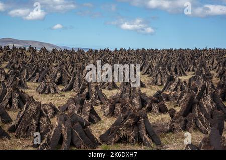 Maschinell geschnittener Rasen trocknet in der riesigen Landschaft des Nordwestirlands. Stockfoto