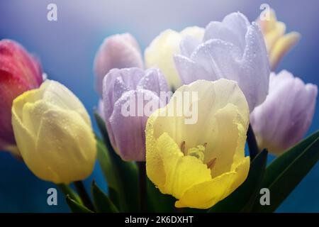 Blumenstrauß von Tulpen auf einem auf einem farbigen unscharfen Hintergrund Nahaufnahme Stockfoto