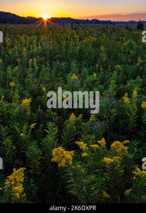 Am frühen Morgen erhellt das Sonnenaufgangslicht Goldenrod in spektakulärer Blüte im Springbrook Presidente Forest Preserve in DuPage County, Illinois Stockfoto