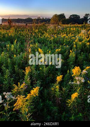 Am frühen Morgen erhellt das Sonnenaufgangslicht Goldenrod in spektakulärer Blüte im Springbrook Presidente Forest Preserve in DuPage County, Illinois Stockfoto