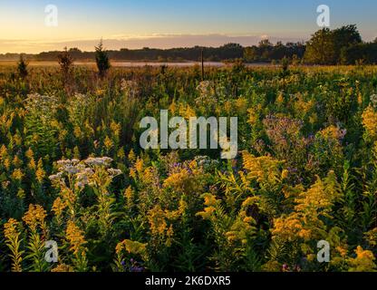 Am frühen Morgen erhellt das Sonnenaufgangslicht Goldenrod in spektakulärer Blüte im Springbrook Presidente Forest Preserve in DuPage County, Illinois Stockfoto