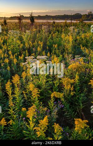 Am frühen Morgen erhellt das Sonnenaufgangslicht Goldenrod in spektakulärer Blüte im Springbrook Presidente Forest Preserve in DuPage County, Illinois Stockfoto