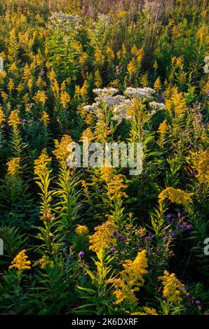 Am frühen Morgen erhellt das Sonnenaufgangslicht Goldenrod in spektakulärer Blüte im Springbrook Presidente Forest Preserve in DuPage County, Illinois Stockfoto