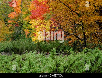 Ein Waldrand zeigt Ahorn und andere Herbstblätter vor einem Vordergrund des Wacholderstrauch, Door County, Wisconsin Stockfoto