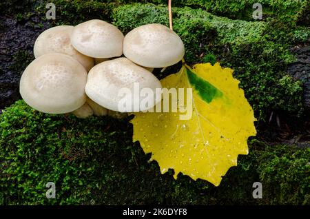 Ein aspe Blatt sitzt auf einem moosbedeckten Baumstamm unter einer Gruppe von Pilzen, Mink River Nature Conservancy, Door County, Wisconsin Stockfoto