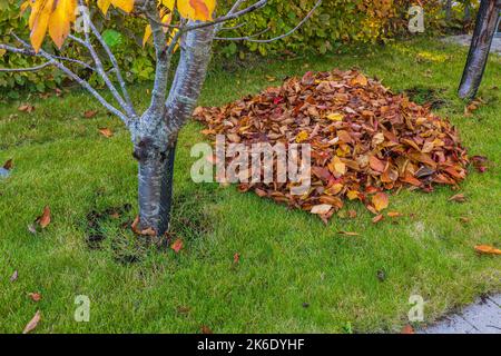 Nahaufnahme eines gesammelten Haufens von gefallenen Blättern an einem sonnigen Herbsttag im Garten. Schweden. Stockfoto