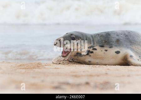 Eine weibliche Kegelrobbe (Halichoerus grypus) liegt am Strand von Horsey Gap, Norfolk gähnt während der Ruhephase Stockfoto