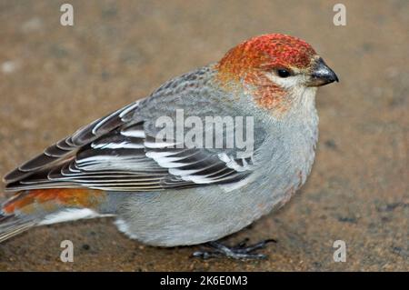 Juveniler männlicher Pine grosbeak Stockfoto