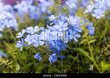 Plumbago auriculata Lam. , Weithin bekannt als Plumbago capensis. Blühender Strauch. Stockfoto