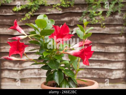 Mandevilla splendens oder Dipladenia splendens mit Blüten und Knospen. Ein immergrüner Kletterer, der im Sommer rote Blüten hat und frostzart ist. Stockfoto