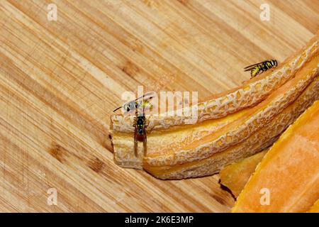 Wespen essen Honig mellon Stockfoto
