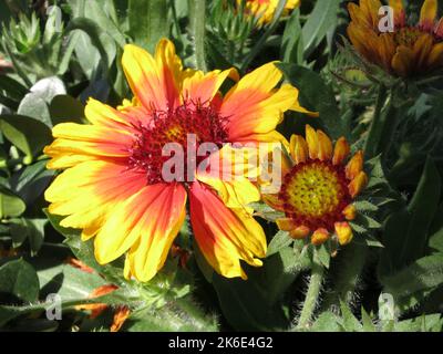 Eine Nahaufnahme von leuchtend gelben Bettblumen Stockfoto