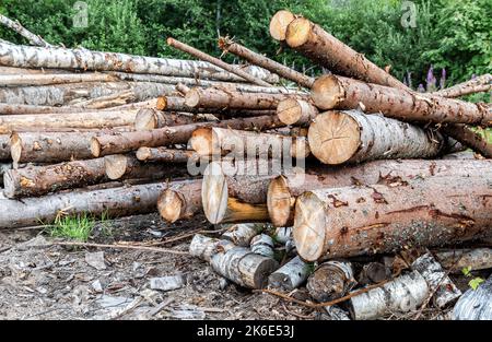 Stapel von Holzstämmen in einem Sägewerk für die weitere Verarbeitung im Sommer Stockfoto