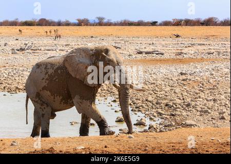 Nahaufnahme eines afrikanischen Elefanten, der aus einem Wasserloch läuft. Er ist teilweise nass, und es gibt verhüllten Schlamm, um seine Haut zu schützen. Es gibt andere Tiere Stockfoto