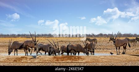 Panoramabild einer großen Herde von Gemsbok Oryx an einem Wasserloch mit einem großen Vogelschwarm im Hintergrund während des Fluges Stockfoto