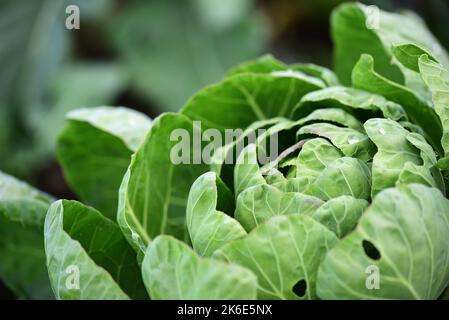 Bio-Rosenkochplatten, die im Frühherbst auf einer Zuteilung wachsen Stockfoto