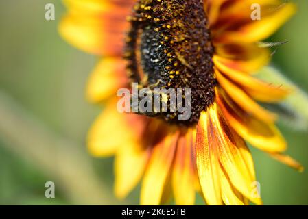 Eine Pollen bedeckte Hummel auf einer Sonnenblume im Frühherbst Stockfoto