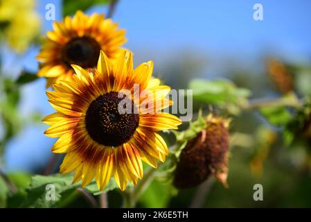 Gelbe und orangefarbene Sonnenblumen wachsen in der Sonne Stockfoto