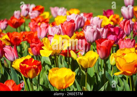 Rosa Tulpen, rote Tulpen und gelbe Tulpen wachsen auf einem Blumenbeet Stockfoto