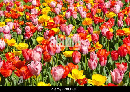 Rosa Tulpen, rote Tulpen und gelbe Tulpen wachsen auf einem Blumenbeet Stockfoto