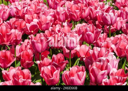 Rosa Tulpen wachsen auf einem Blumenbeet Stockfoto