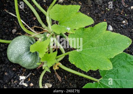 Grüner Kürbis wächst in einem Garten Stockfoto