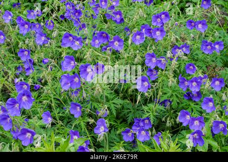 Lila Wildblumen blühen im Frühling Stockfoto