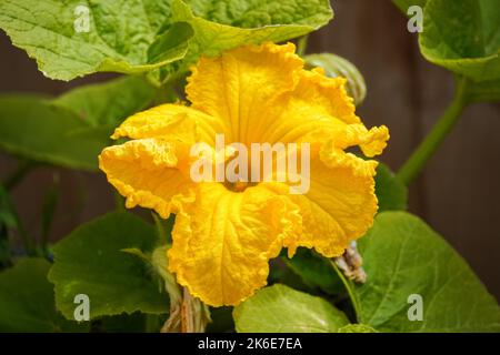 Gelbe Blume einer Kürbispflanze, die in einem Garten wächst Stockfoto
