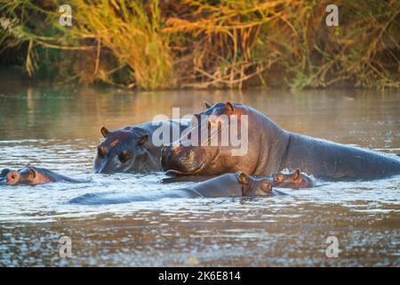 Hippo-Pod-Familie (Hippopotamus amphibius) im Wasser eines Flusses. Hwange-Nationalpark, Simbabwe, Afrika Stockfoto