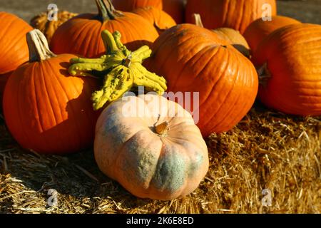 Haufen orangefarbener Kürbisse bei einem Herbstfest, Nahaufnahme Stockfoto