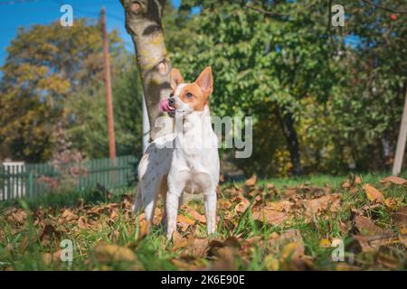 Porträt von Jack Russell Terrier Mischlingswelpe im Garten mit der Zunge heraus. Kleine Hundekreuzung wartet auf das Spiel. Stockfoto