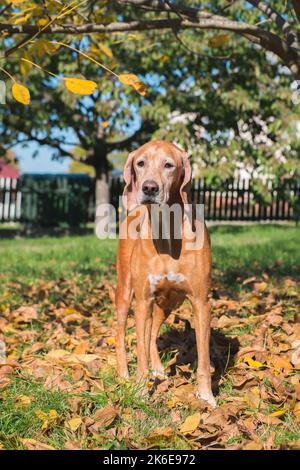 Jagdhund-Porträt. Ungarische Vizsla Kreuzung. Familie Haustier, sondern auch perfekte Jäger und Zeiger. Im Herbstgarten. Gemischte Rasse. Stockfoto