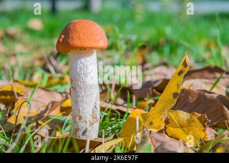 Leccinum albostipitatum oder aurantiacum. Rote Kappe oder orangefarbener Kappenpilz. Pilz in der Natur auf der Wiese. Platz für Text kopieren. Stockfoto