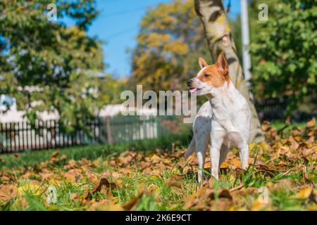 Mischlingswelpe von Jack Russell Terrier, der mit der Zunge aus auf dem Gras bleibt. Happy Cut Baby Hund wartet auf Spiel zu spielen. Angenommen. Stockfoto