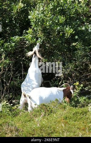Zwei Ziegen genießen eine Fülle von guten Blättern, die ein festliches Essen ausmachen Stockfoto