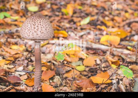 Sonnenschirm Pilz wissenschaftliche Macrolepiota procera im Herbst Wald. Jugendstück. Platz für Text kopieren. Schöne warme Farben. Stockfoto