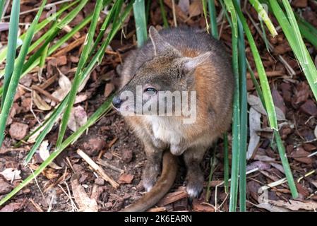 Ein rothalsiges Pademelon (Thylogale thetis) – Jungtier im Featherdale Wildlife Park in Sydney, New South Wales, Australien. (Foto von Tara Chand Malhotra Stockfoto