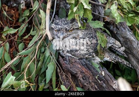 A Tawny Frogmouth (Podargus Strigoides) im Featherdale Wildlife Park in Sydney, New South Wales, Australien. (Foto von Tara Chand Malhotra) Stockfoto