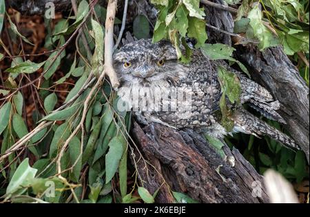 A Tawny Frogmouth (Podargus Strigoides) im Featherdale Wildlife Park in Sydney, New South Wales, Australien. (Foto von Tara Chand Malhotra) Stockfoto