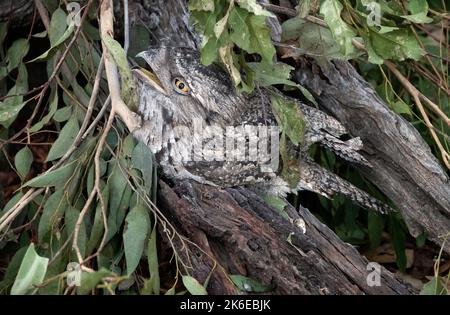 A Tawny Frogmouth (Podargus Strigoides) im Featherdale Wildlife Park in Sydney, New South Wales, Australien. (Foto von Tara Chand Malhotra) Stockfoto