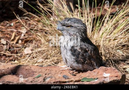 A Tawny Frogmouth (Podargus Strigoides) im Featherdale Wildlife Park in Sydney, New South Wales, Australien. (Foto von Tara Chand Malhotra) Stockfoto